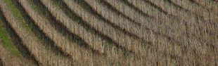 Colline di Rufina