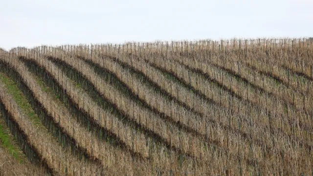 Colline di Rufina