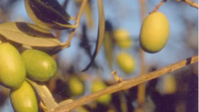 Descrizione immagine non disponibile