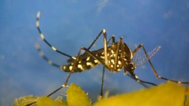 Descrizione immagine non disponibile