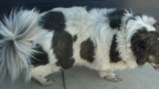 Descrizione immagine non disponibile