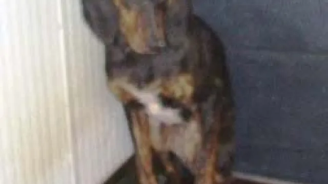 Descrizione immagine non disponibile