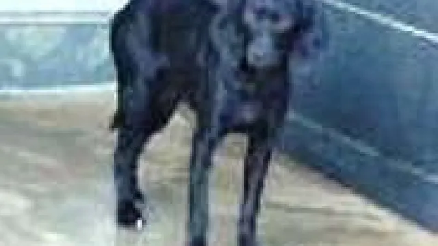 Descrizione immagine non disponibile