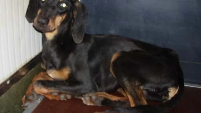 Descrizione immagine non disponibile