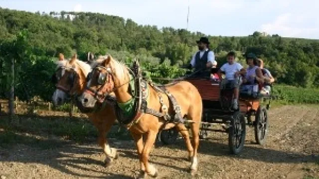 Descrizione immagine non disponibile