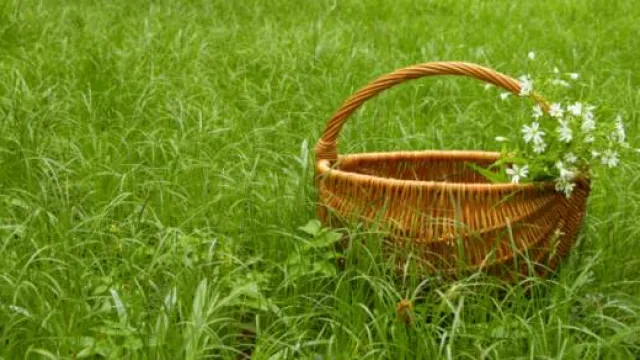 Descrizione immagine non disponibile